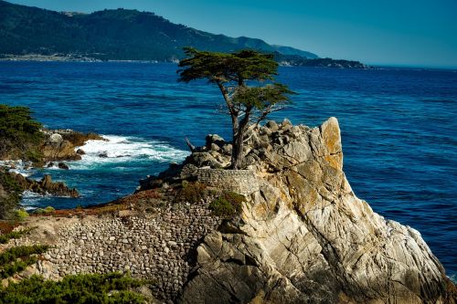 lone isolated cypress tree