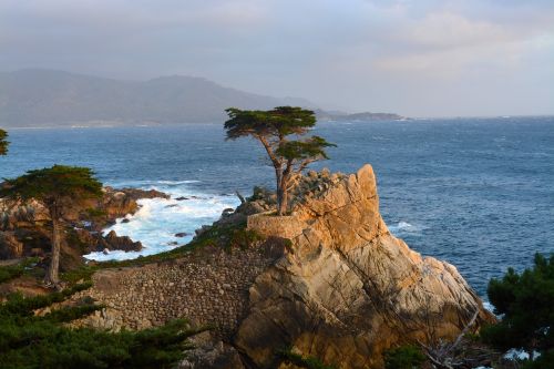 lone cypress monterey