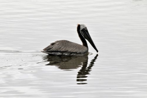 Lone Pelican Swimming On Lake