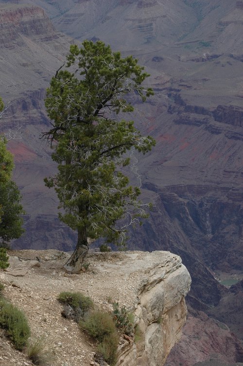 lone pine  grand canyon  arizona