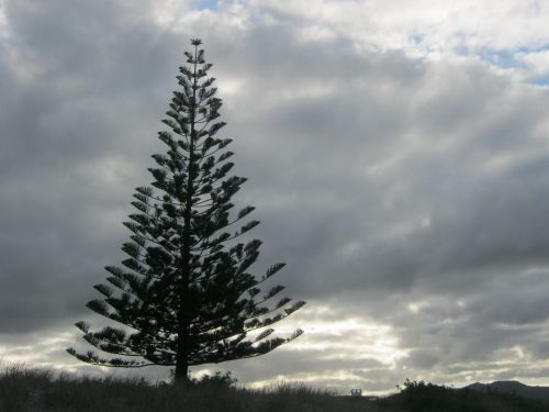 Lone Pine Tree
