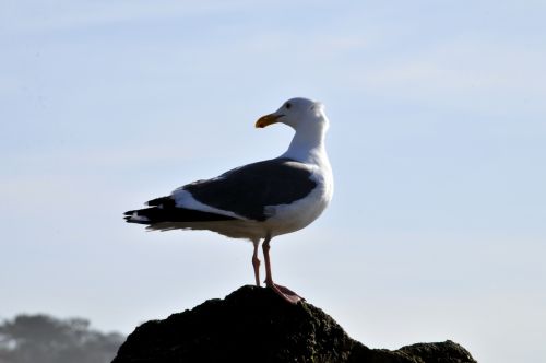 Lone Seagull