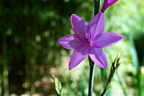 lone star purple wild flower outdoor