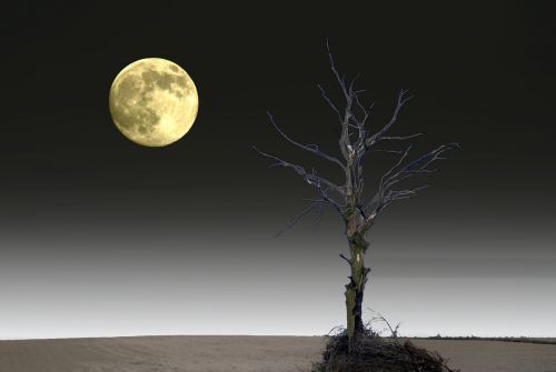 lone tree moon the fullness of