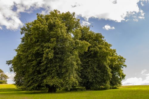 lone tree tree landscape