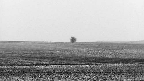 loneliness lonely tree