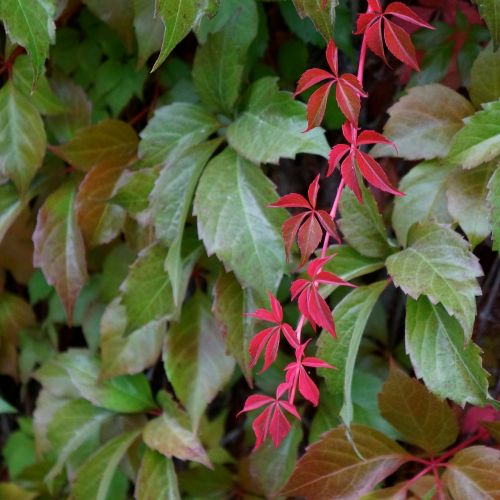 lonely beautiful red