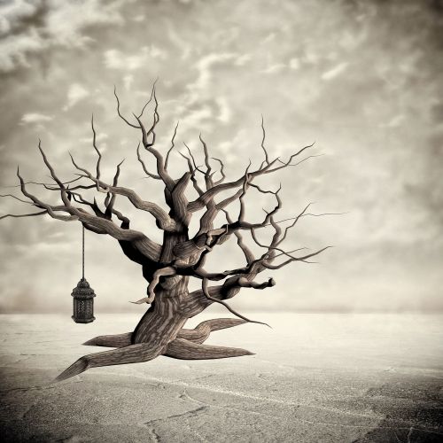 lonely desert tree