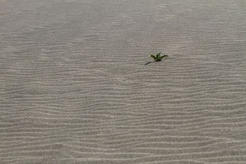 lonely sand sand beach