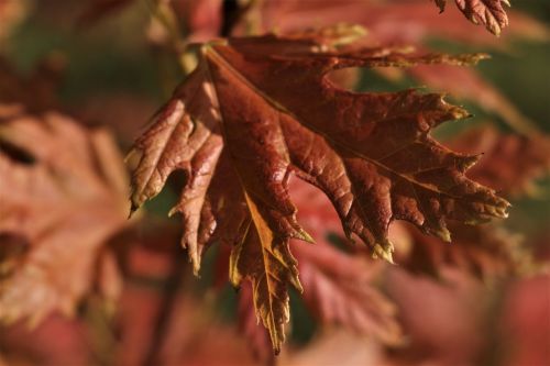 lonely red leaf