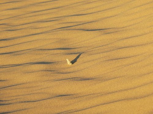 lonely hot desert