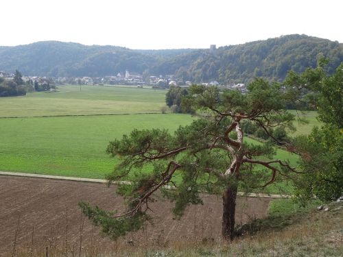 lonely autumn landscape tree