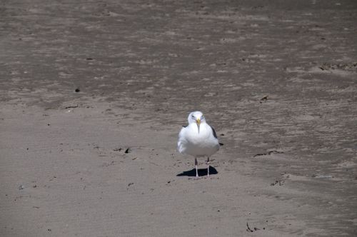 Lonely Gull