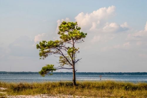 Lonely Tree On Coast