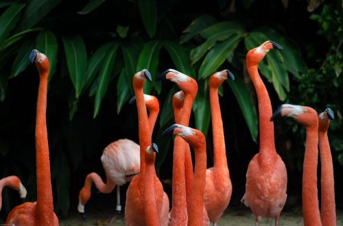 long neck orange