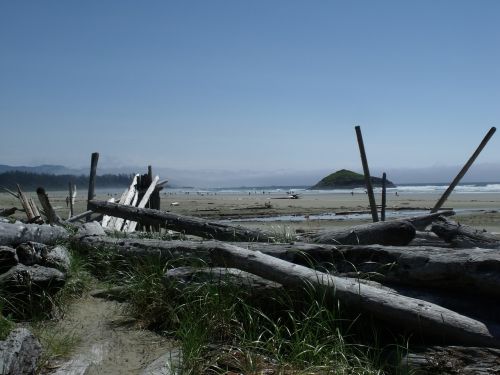 long beach driftwood sand