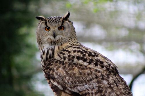 long eared owl large owl wildlife