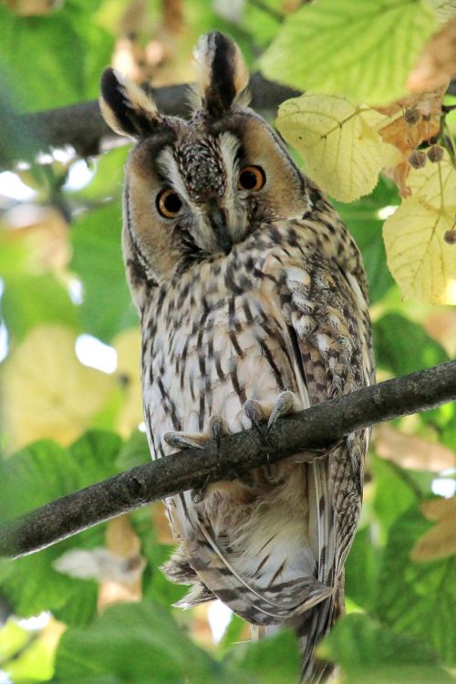 long eared owl scops-owl owl