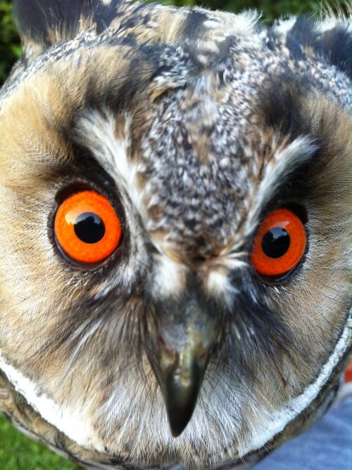 long eared owl owl wild bird