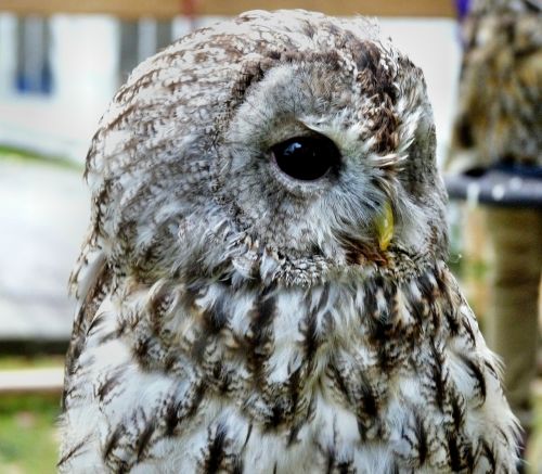 long eared owl bird rarely