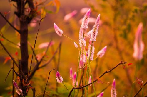 long flower blossom pink