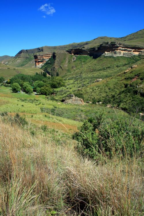 Long Grass In The Mountains