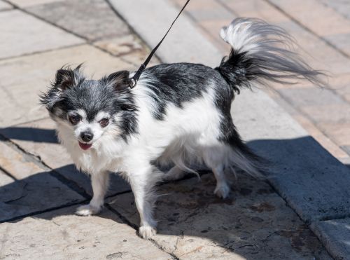 long haired chihuahua dog pet