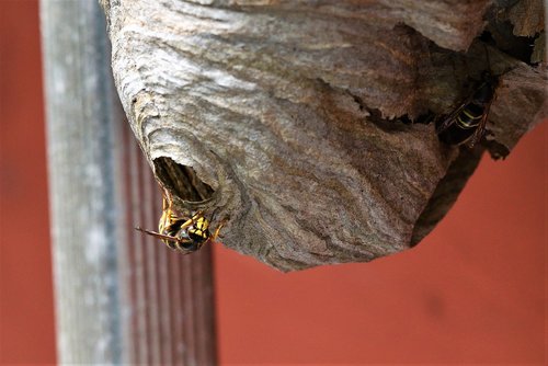 long head wasp  medium-sized wasp  wasp