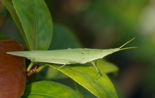 long headed locust macro green