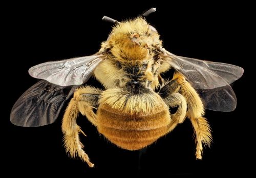 long-horned bee macro mounted
