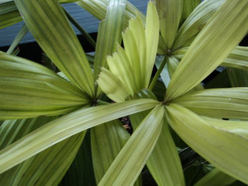 Long Leaves