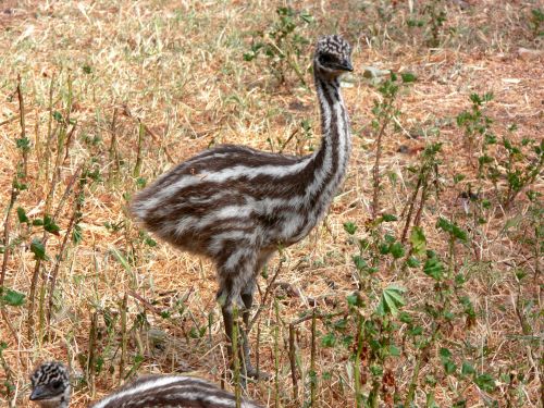 Long Legged Emu Chick