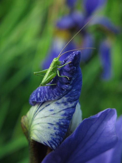 long probe shrink  grasshopper  animal
