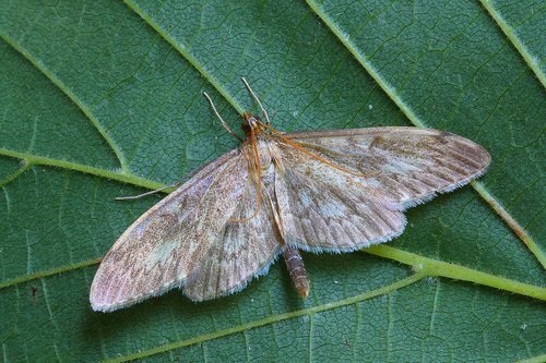 long-winged pearl  moth  pyralid
