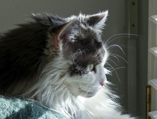 Longhair Cat At The Window