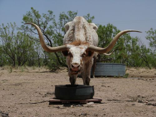longhorn texas beef