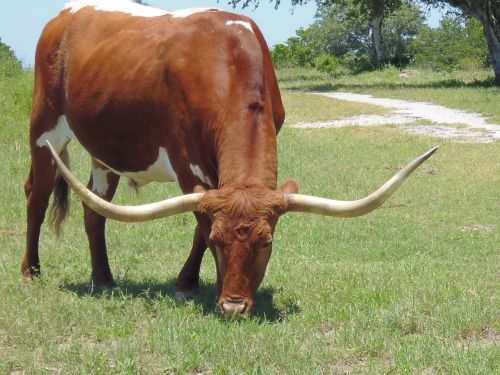 longhorn cow horns