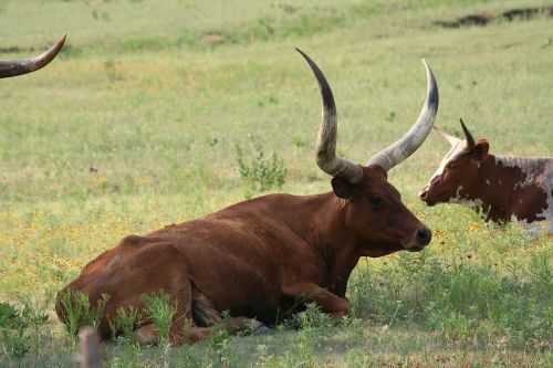 longhorn cow oklahoma
