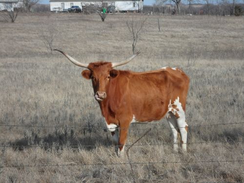 longhorn cattle cow