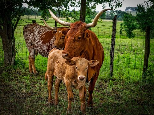 longhorn cattle mother