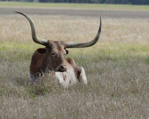 longhorn cow cattle