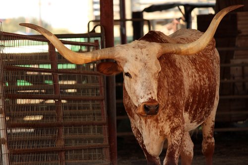 longhorn  cattle  texas
