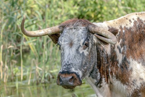 longhorn  cattle  cow