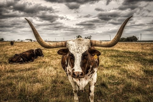 longhorn  steer  cattle