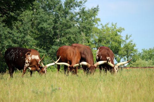 longhorn  cattle  nature