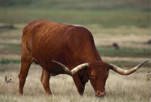 longhorn texas cow