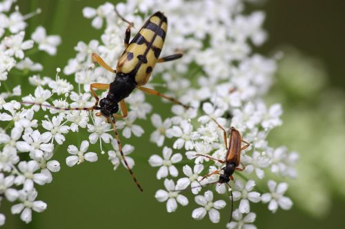 longhorn beetle beetle blossom