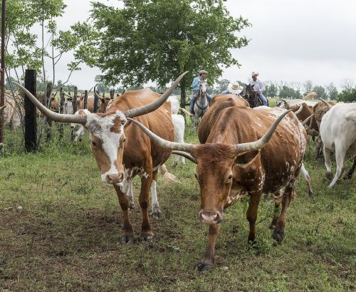longhorn cattle ranch livestock