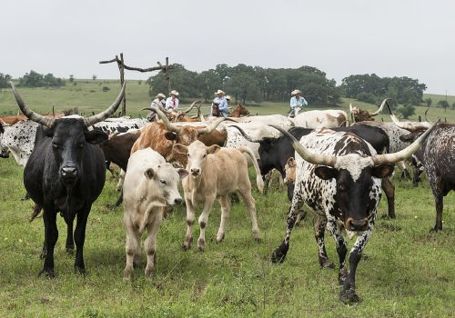 longhorn cattle ranch livestock
