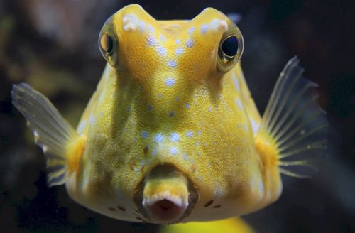 longhorn cowfish reef fish horned boxfish